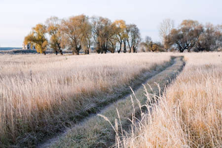 Scenic autumn landscape  oak grove with yellowed leaves, frost on the grass on a cold morningの写真素材