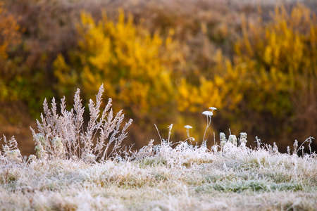 Scenic autumn landscape  oak grove with yellowed leaves, frost on the grass on a cold morningの写真素材