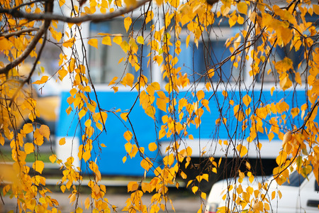 Autumn cityscape close-up yellow foliage of the birch on background passing in the background blue tramの写真素材