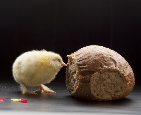 close-up one small fluffy chicken on a dark background studioの写真素材