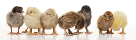 close-up small fluffy chickens on a light background studioの写真素材