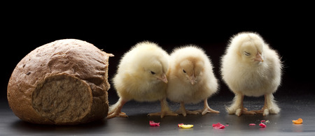close-up small fluffy chickens on a dark background studio