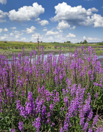 beautiful summer landscape marvelous purple wild flowers and bright blue sky with white clouds on a sunny dayの写真素材