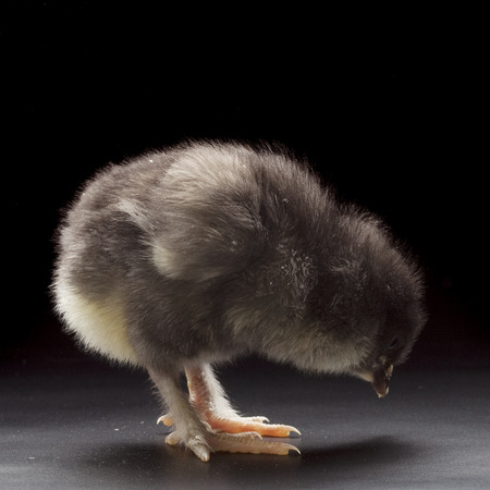 close-up one small fluffy chicken on a dark background studioの写真素材