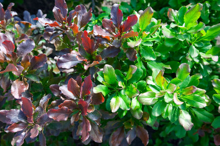 macro tender young green and burgundy leaves bush in spring park