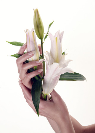 isolated close-up delicate flower white lily in female hands on a white background studioの写真素材