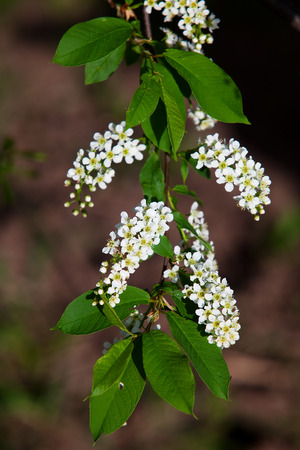 isolated close-up blooming branch of bird cherry in spring garden on a sunny dayの写真素材