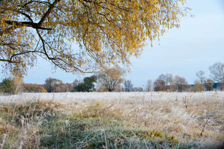 Scenic autumn landscape  oak grove with yellowed leaves, frost on the grass on a cold morningの写真素材