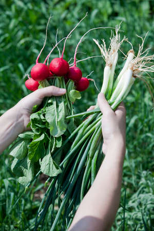 close-up ripe red radish and spring onions in hands on a background of green grass in the spring gardenの写真素材