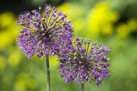close-up blooming ornamental onions on a background of green grass in the spring garden