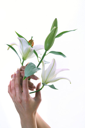 isolated close-up delicate flower white lily in female hands on a white background studioの写真素材