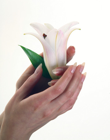 isolated close-up delicate flower white lily in female hands on a white background studioの写真素材