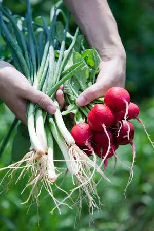 close-up ripe red radish and spring onions in hands on a background of green grass in the spring gardenの写真素材