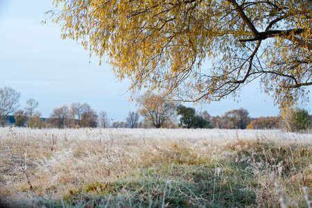 Scenic autumn landscape  oak grove with yellowed leaves, frost on the grass on a cold morningの写真素材