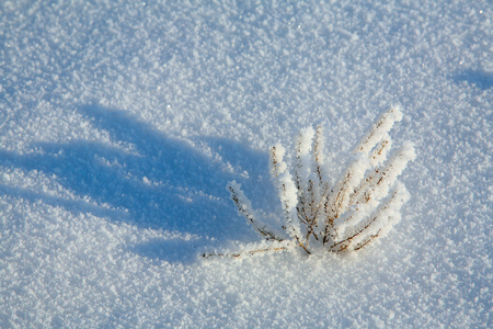 macro frost on the dry grass and the texture of snow in the sunlightの写真素材