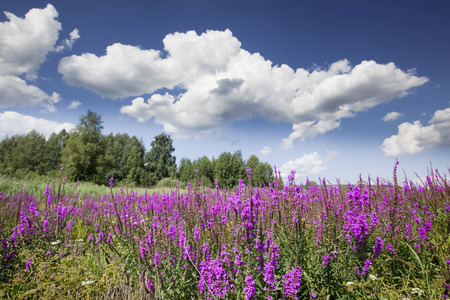 beautiful summer landscape marvelous purple wild flowers and bright blue sky with white clouds on a...