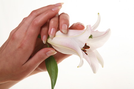 isolated close-up delicate flower white lily in female hands on a white background studioの写真素材
