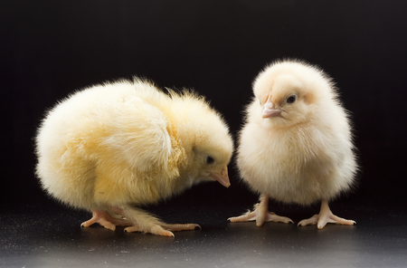 close-up small fluffy chickens on a dark background studioの写真素材