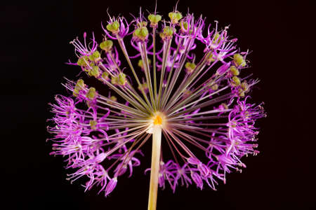macro purple decorative onions studio shot on black backgroundの写真素材