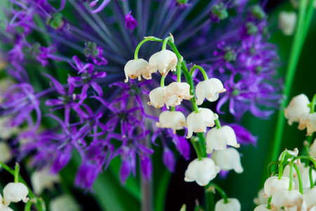 macro Lily of the valley and decorative onions studio on black background