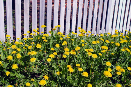 macro beautiful yellow dandelions on a green lawn in the spring sunny dayの写真素材