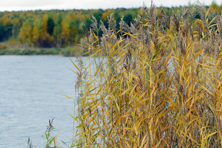 Scenic autumn landscape colorful foliage in the forest near the river on a cloudy dayの写真素材