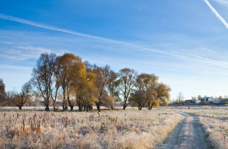 Scenic autumn landscape  oak grove with yellowed leaves, frost on the grass on a cold morningの写真素材
