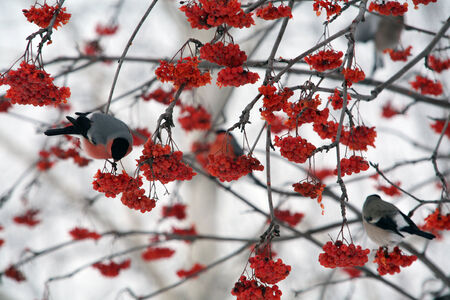 close-up bullfinches on branches of maple and rowan winter February dayの写真素材