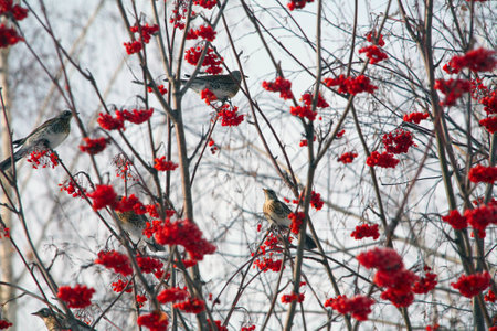 isolated flock of jays on rowan branches on a background of blue sky winter dayの写真素材