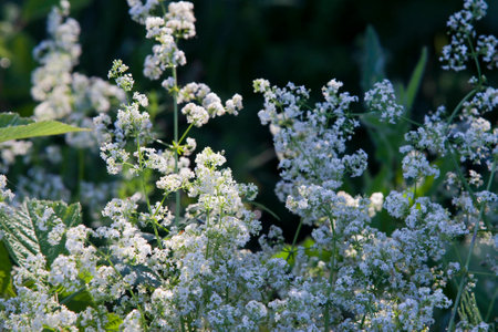 close-up wild flowering grass on the outskirts of the village in a sunny summer day
