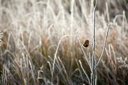isolated close-up of autumn leaves and dry grass in the frost on a cold morning in the meadowsの写真素材