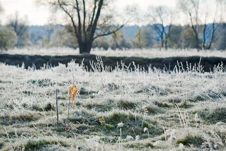 Scenic autumn landscape  oak grove with yellowed leaves, frost on the grass on a cold morningの写真素材