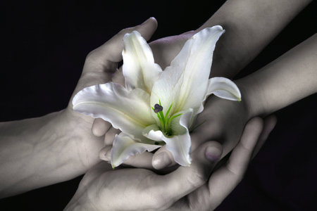 close-up delicate white lily in the hands against the background of naked torso, studio dark backgroundの写真素材