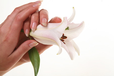 isolated close-up delicate flower white lily in female hands on a white background studioの写真素材