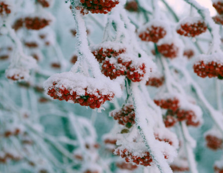 close-up of red rowan berries on the branches in the frost frosty winter dayの写真素材