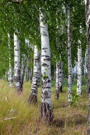 summer landscape walk in a birch forest, close-up white stems and green leaves and grassの写真素材