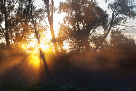summer landscape foggy morning in an oak grove at dawnの写真素材