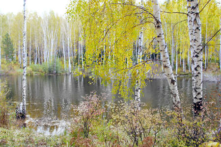 Scenic autumn landscape colorful foliage in the forest near the river on a cloudy dayの写真素材