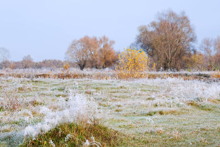 Scenic autumn landscape  oak grove with yellowed leaves, frost on the grass on a cold morningの写真素材