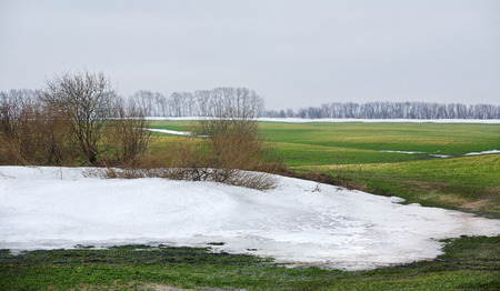 landscape in early spring in the fields of new green grass under the melted snow on a cloudy dayの写真素材