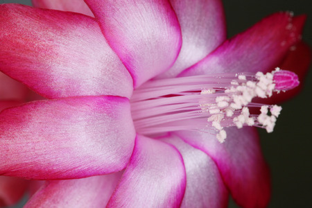 macro one bright red flower the December の写真素材