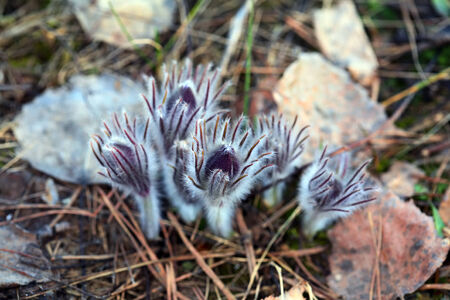 macro beautiful delicate purple flowers snowdrop in spring forest