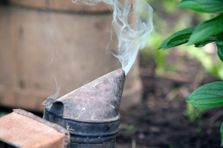 A swarm of honey bees clinging a tree spring in the gardenの写真素材