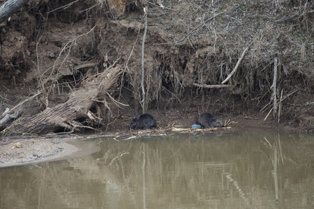 landscape trees riverside beavers bitten sunny day early springの写真素材