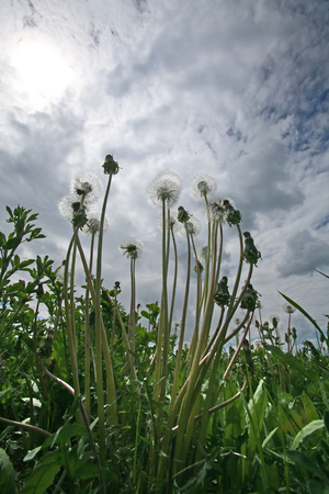 summer landscape meadow of dandelions and white fluffy clouds in the blue sky on a sunny dayの写真素材