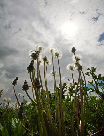 summer landscape meadow of dandelions and white fluffy clouds in the blue sky on a sunny dayの写真素材