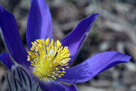 macro beautiful delicate purple flowers snowdrop in spring forest