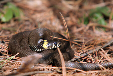 close-up curled black adder with yellow spots in the forest in the spring
