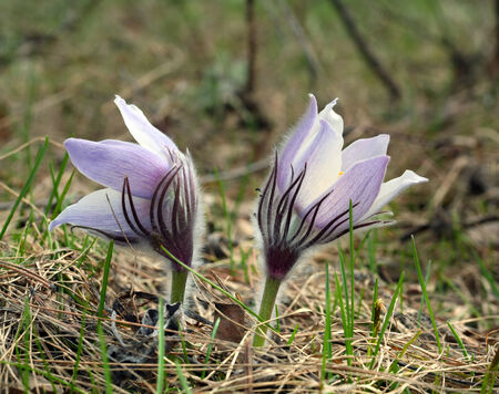macro beautiful delicate purple flowers snowdrop in spring forest