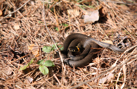 close-up curled black adder with yellow spots in the forest in the spring
